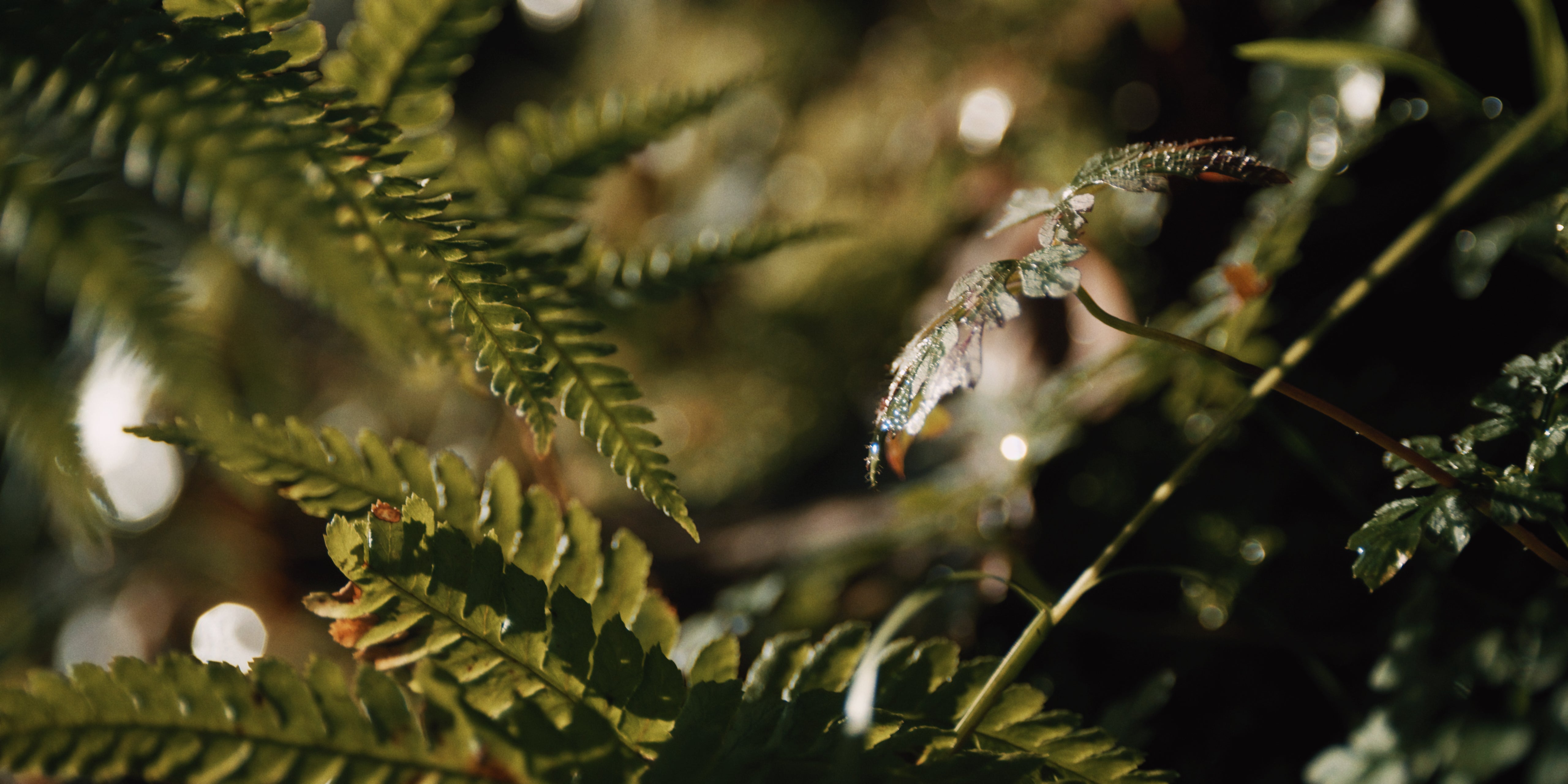 Farn und Pflanzenblätter im Ostschweizer Wald in Nahaufnahme mit Wassertropfen