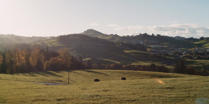 Frau mit Hund läuft bei regnerischem Wetter über einen kleinen Steg bei einem wilden Naturbach in der Appenzeller Natur in der Ostschweiz