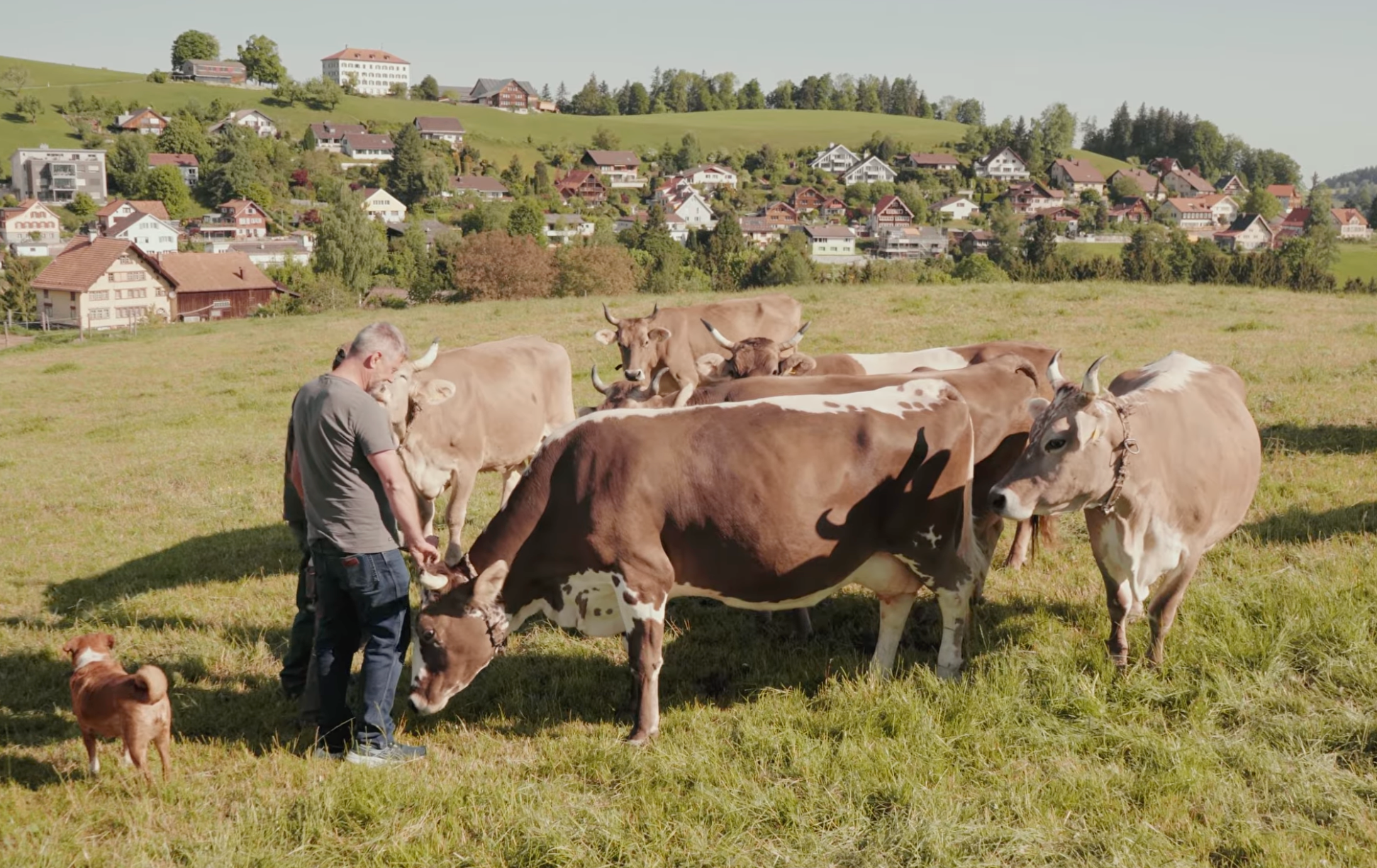 Sven Altorfer founder of The Change with cows on the farmer of one of his contracted colostrum farmers